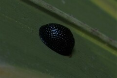 Hemisphaerota cyanea