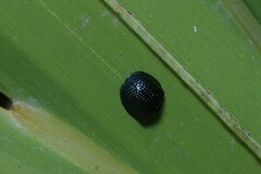 Hemisphaerota cyanea