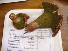 Hypomyces luteovirens