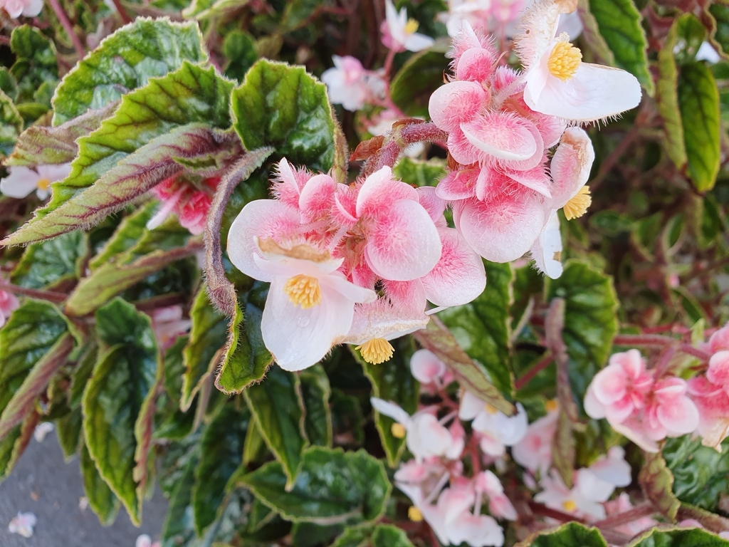 Begonias from Mount Albert, Auckland, New Zealand on December 20, 2022