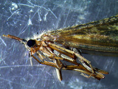 Ecclisocosmoecus scylla