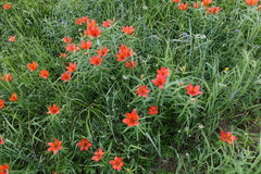 Lilium pensylvanicum