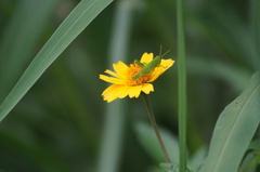 Schistocerca flavofasciata