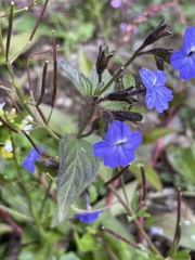 Browallia americana