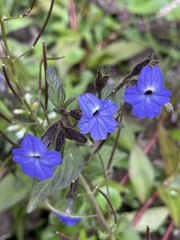 Browallia americana
