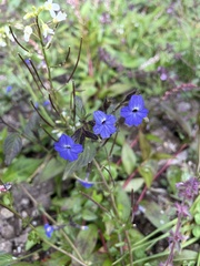 Browallia americana