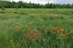 Lilium pensylvanicum