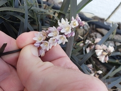 Ophiopogon planiscapus