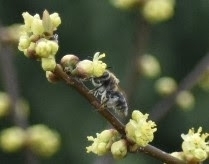 Colletes inaequalis