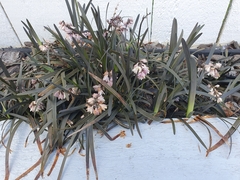 Ophiopogon planiscapus