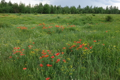 Lilium pensylvanicum
