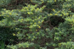 Vachellia karroo