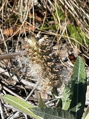 Pterocaulon pycnostachyum