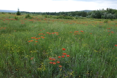 Lilium pensylvanicum