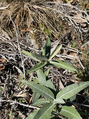 Pterocaulon pycnostachyum