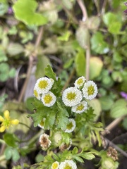 Plagiocheilus bogotensis