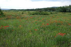 Lilium pensylvanicum