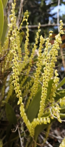 Stelis velaticaulis