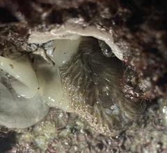 Aeolidia