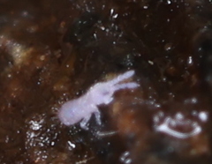 Onychiurinae