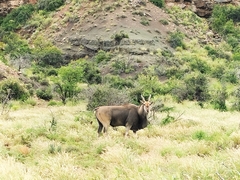 Tragelaphus oryx oryx