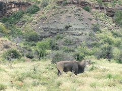 Tragelaphus oryx oryx