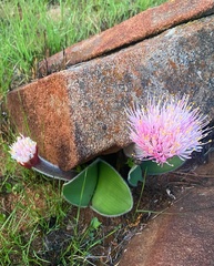 Haemanthus humilis hirsutus