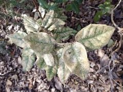 Elaeagnus pungens
