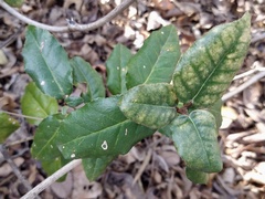 Elaeagnus pungens
