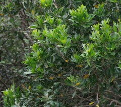 Allophylus natalensis