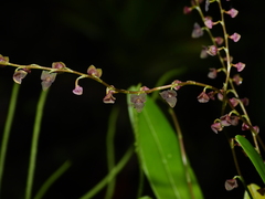Stelis argentata