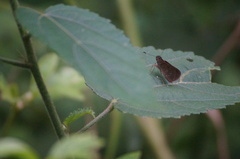 Vehilius stictomenes