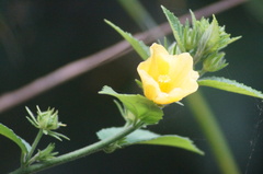 Pavonia sepium