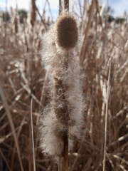 Typha domingensis