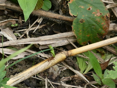 Acromyrmex octospinosus