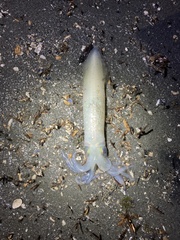 Doryteuthis opalescens