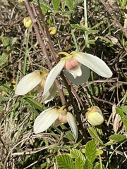 Asimina reticulata