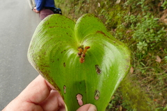 Pleurothallis cordata
