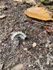 Lophocampa