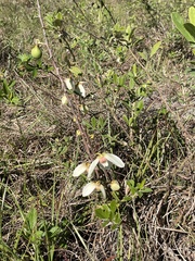 Asimina reticulata