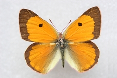Colias fieldii