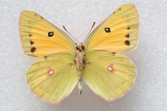 Colias fieldii
