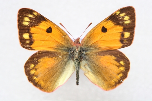 Dark Clouded Yellow