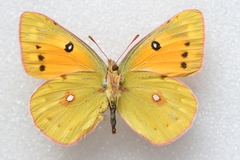 Colias fieldii