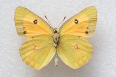 Colias fieldii