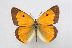 Colias fieldii