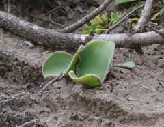 Haemanthus albiflos