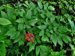 Actaea rubra rubra