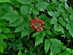 Actaea rubra rubra