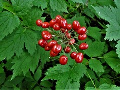 Actaea rubra rubra